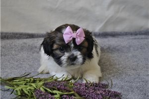 Bessie - puppy for sale