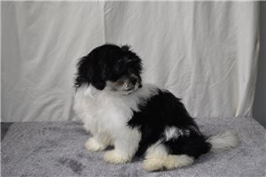 Rudy - Shichon for sale