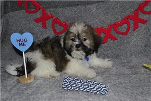 Perry - Shichon for sale