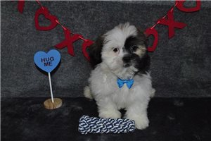 Petey - puppy for sale