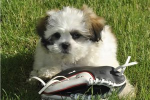 Brent - Shichon for sale