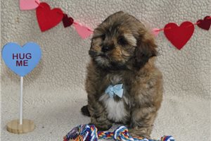 Rudolph - Shih-Poo - Shihpoo for sale