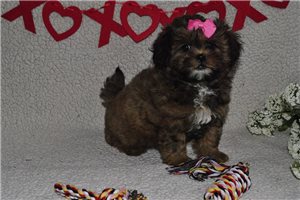 Pamela - puppy for sale