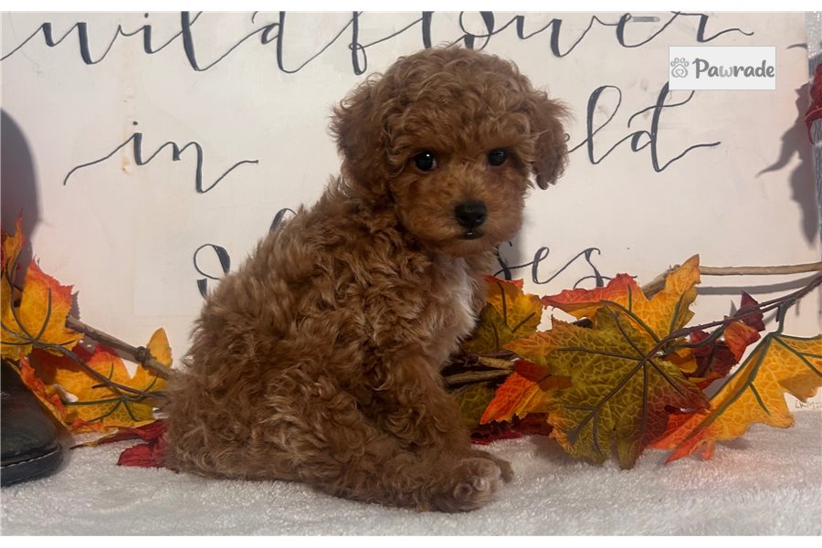 Sanford - Toy Poodle for sale