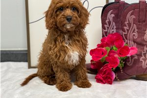 Hermione - Cavapoo for sale