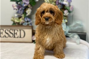 Heath - puppy for sale