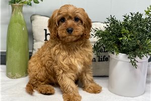 Hatter - Cavapoo for sale