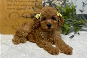 Ava - Poodle, Toy for sale