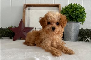 Bliss - Poodle, Toy for sale