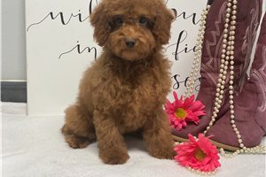Leanne - Poodle, Toy for sale