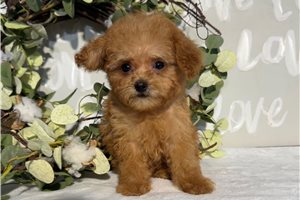 Reese - Poodle, Toy for sale