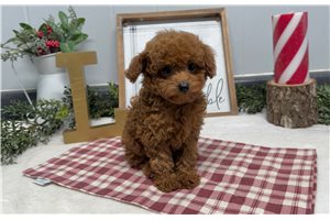 Noelle - Poodle, Toy for sale