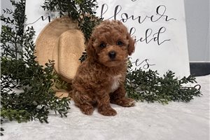 Regis - puppy for sale