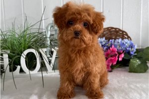 Piper - Poodle, Toy for sale