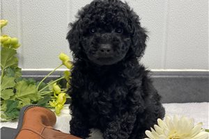Lewis - Poodle, Toy for sale