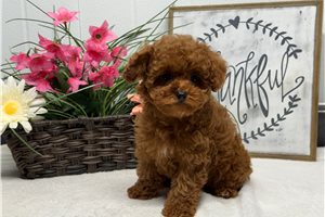 Polly - puppy for sale