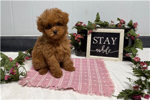 Piper - puppy for sale