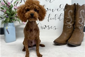 Elmo - Poodle, Toy for sale