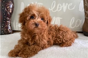 Enzo - Poodle, Toy for sale