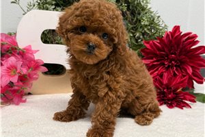 Honey - Poodle, Toy for sale