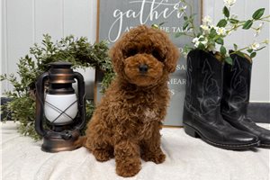Paxton - Toy Poodle for sale