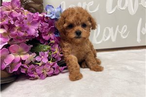 Reese - puppy for sale