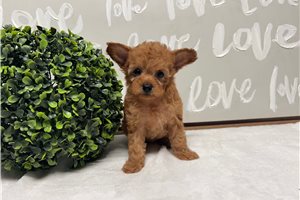 River - puppy for sale