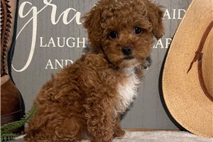 Scamp - puppy for sale