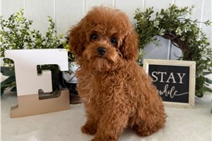Elmo - Poodle, Toy for sale