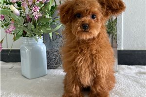 Piper - Poodle, Toy for sale