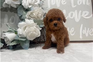 Roma - puppy for sale