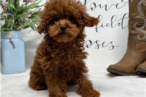 Honey - Poodle, Toy for sale