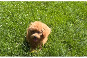 Reese - Poodle, Toy for sale
