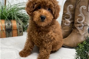 Xander - Poodle, Toy for sale