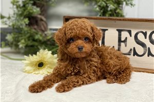 Fabian - Toy Poodle for sale