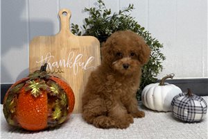 Mana - Poodle, Toy for sale