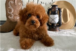 Elmo - Poodle, Toy for sale
