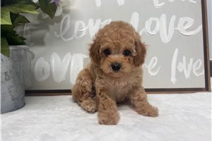 Rhea - Toy Poodle for sale