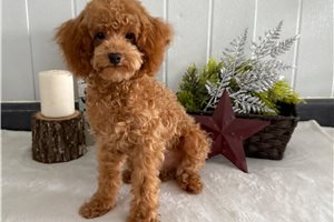 Malcolm - Poodle, Toy for sale