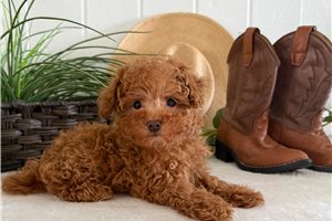 Enzo - Poodle, Toy for sale