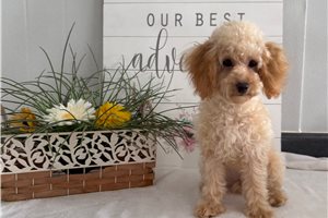 Naomi - Poodle, Toy for sale