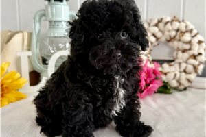 Octavia - Poodle, Toy for sale