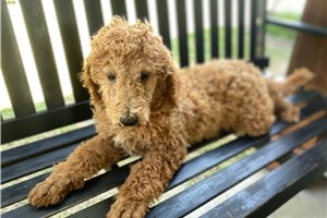 Dusty - Poodle, Standard for sale