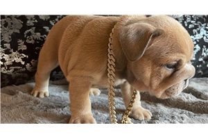 Koen - English Bulldog for sale