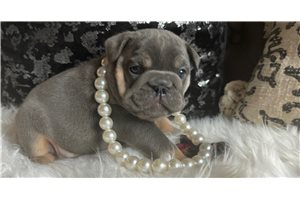 Koda - English Bulldog for sale