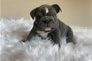 Kenzie - English Bulldog for sale