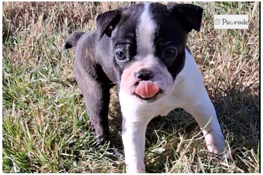 Phillip, male Boston Terrier puppy for sale