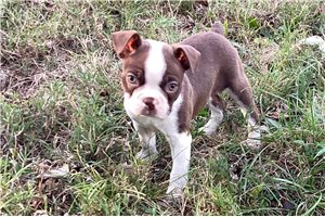 Logan - Boston Terrier for sale