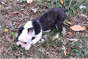 Lincoln - Boston Terrier for sale