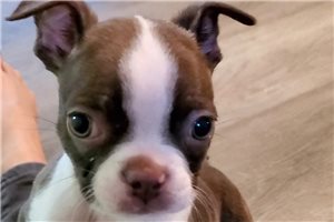 Isaiah - Boston Terrier for sale
